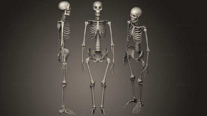 Анатомия скелеты и черепа (3D Скелет, ANTM_1159) 3D модель для ЧПУ станка